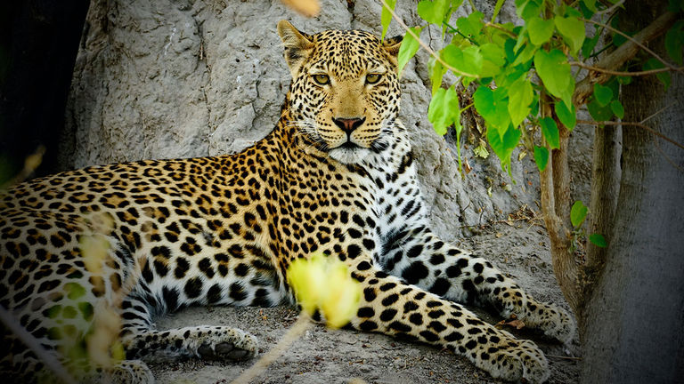 A leopard in Botswana’s Moremi Game Reserve