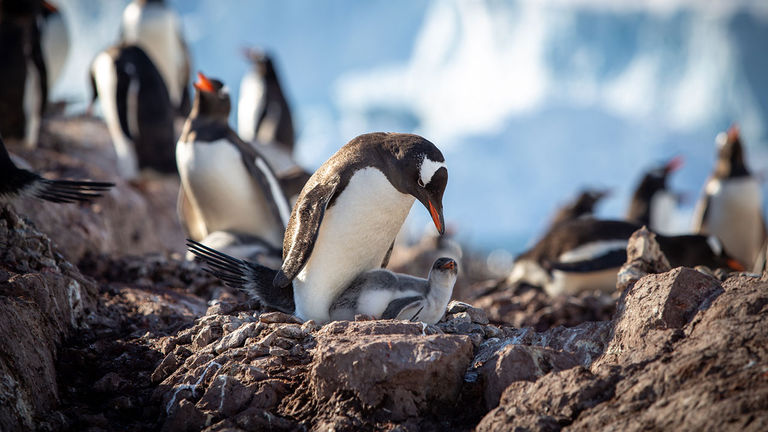 Antarctica Cruise When to Go