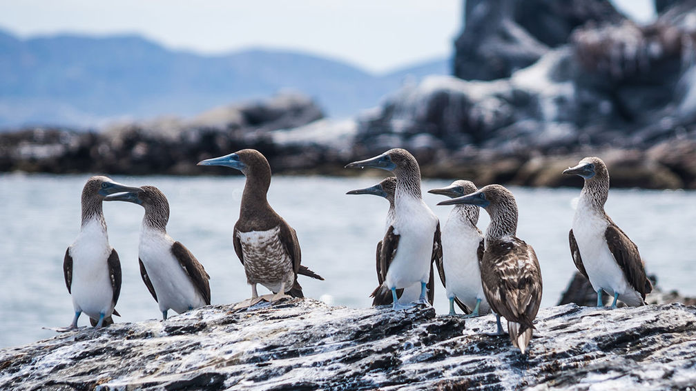 BajaSurBirds