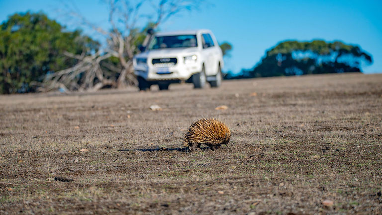 Clients may come across unique species, such as the echidna, as they tour the island.