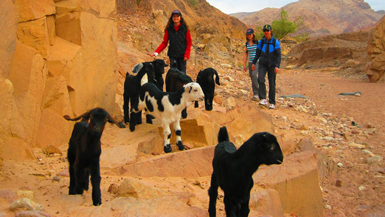 Guests at Feynan Ecolodge can spend the day with a shepherd. // © 2018 Feynan Ecolodge/Brian Scannell