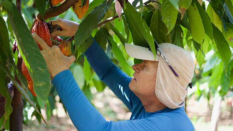 Gunars Valkirs, founder and CEO of Maui Kuia Estate Chocolate, harvests a ripe cacao pod at the company’s farm.