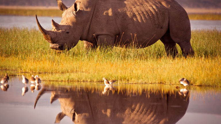 In Botswana, visitors can witness conservation in action with Abercrombie & Kent Philanthropy. // © 2017 Getty Images