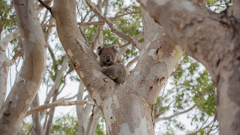 Local tour guides can help travelers spot wildlife, including koalas, all around Kangaroo Island.