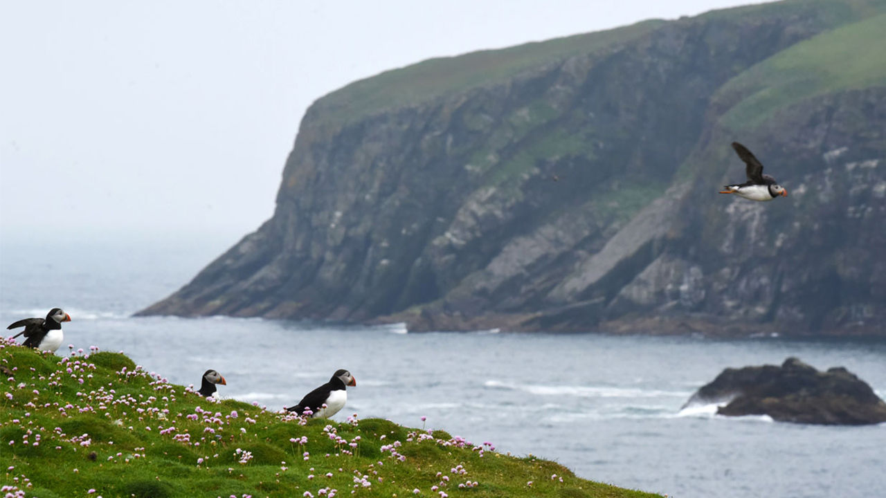 Lucky visitors to Fair Isle will observe Atlantic puffins in their natural habitat.