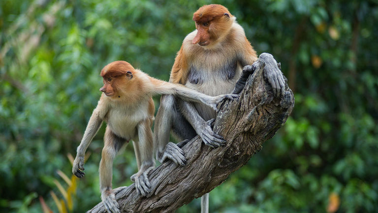 Proboscis monkeys are endemic to this part of Borneo.