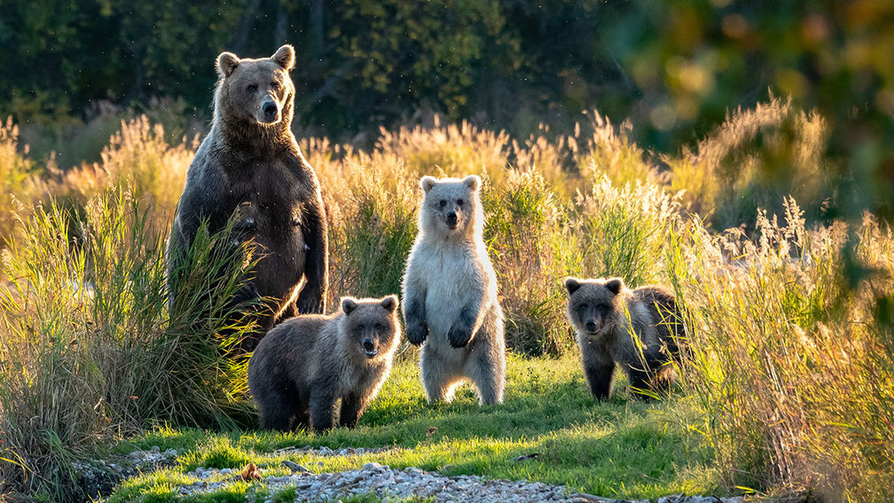 Review: Alaskan Dream Cruises