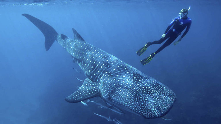 Several operators offer whale shark excursions in Baja California.