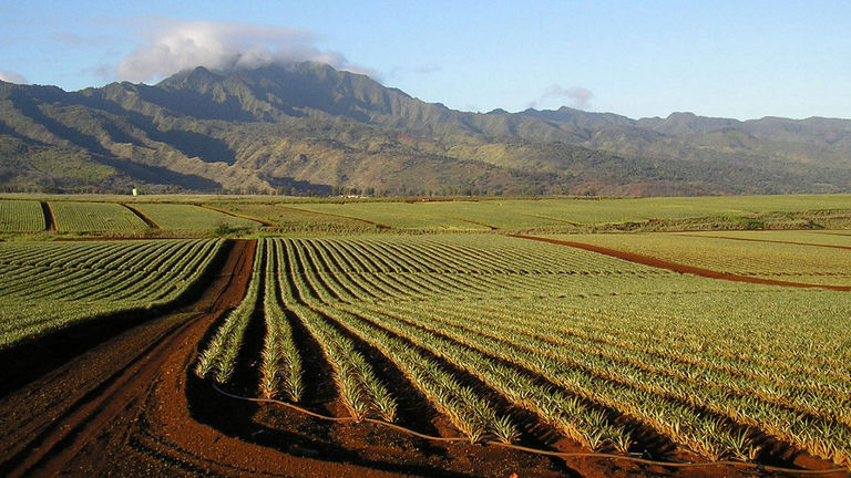 The Dole pineapple farm now encompasses nearly 3,000 acres.