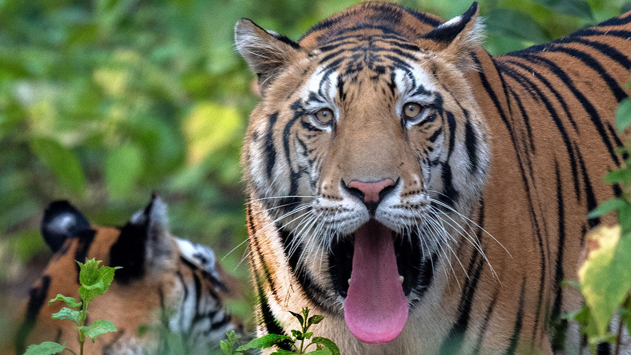 Travel Bucket List: Seeing a Bengal Tiger in India