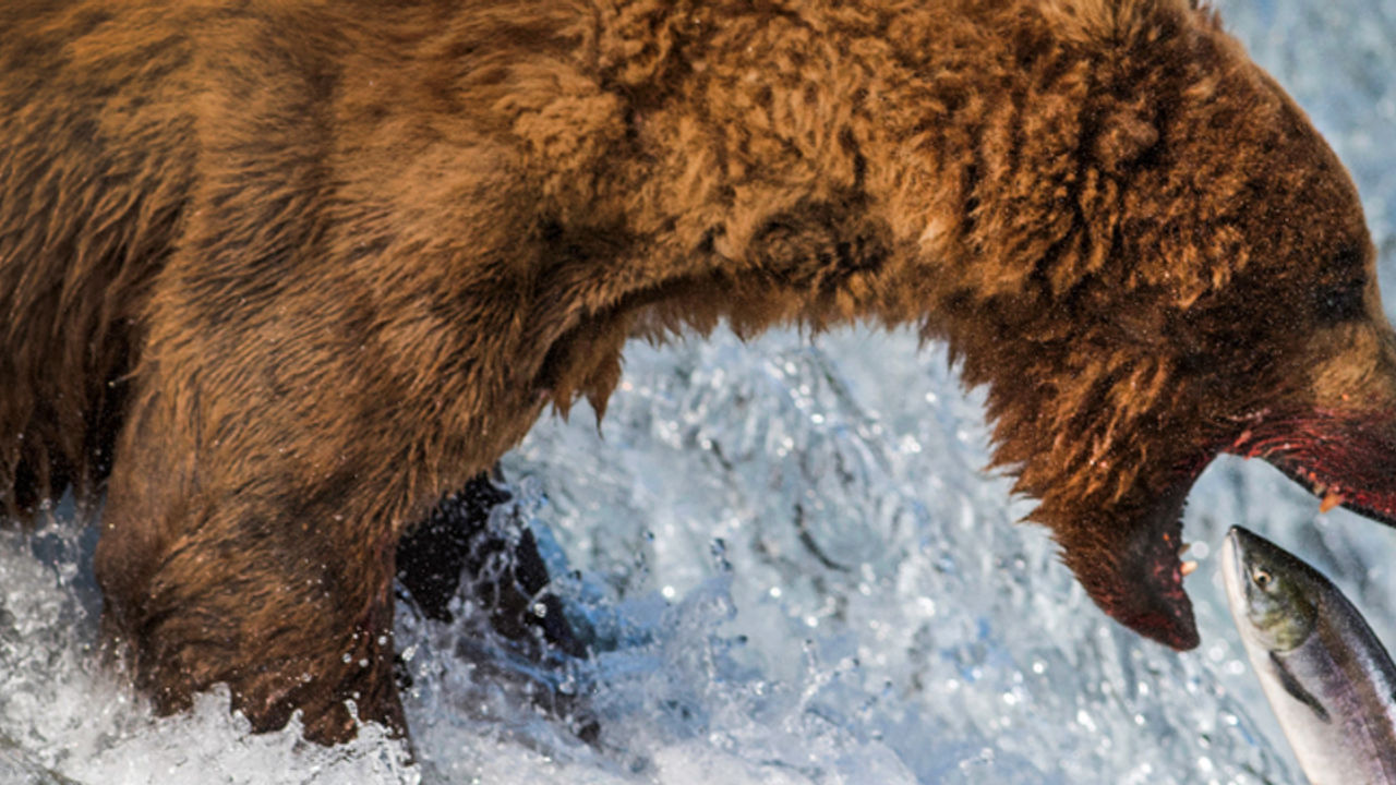 Travel Bucket List: Seeing Brown Bears in Alaska