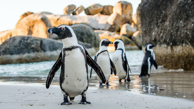 Travelers can see penguins not far from Cape Town.