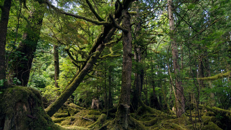 Trek through mossy temperate rainforests in Haida Gwaii, British Columbia. // © 2018 Getty Images