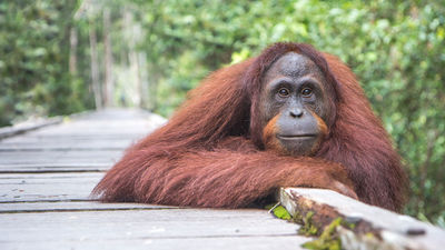 Where to See Orangutans in Borneo