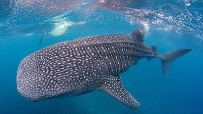 Where to Swim With Whale Sharks in Mexico